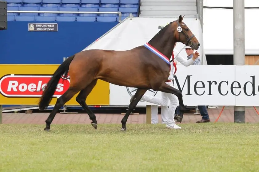 Catwalk en Garetto kampioenen op CK Overijssel featured image