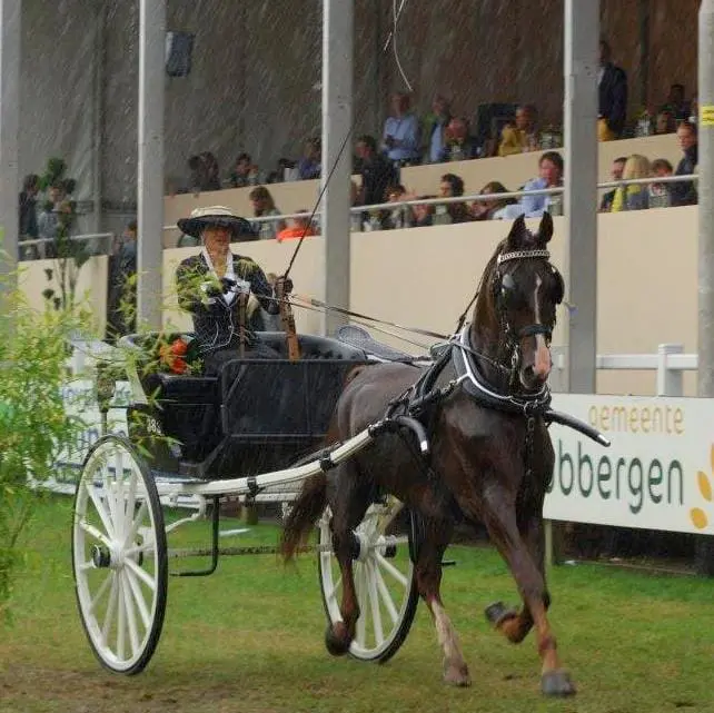 Only the Lonely KNHS-kampioen damesklasse featured image