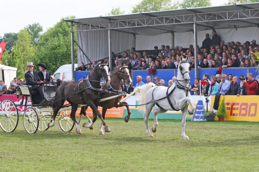 Nieuwe meerspan competitie tuigpaarden met Anemone als sponsor featured image
