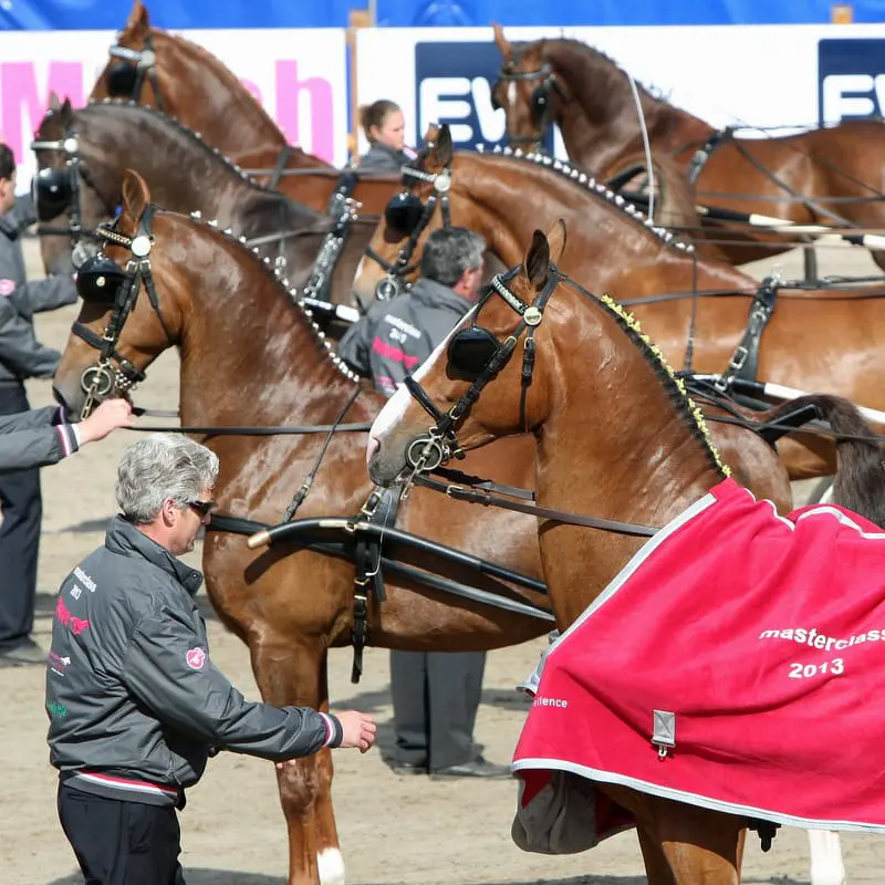 Masterclass Tuigpaarden brengt dressuurpubliek op de banken featured image