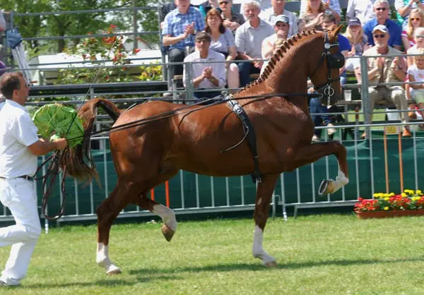 Tuigpaardenshow voor Duits publiek featured image
