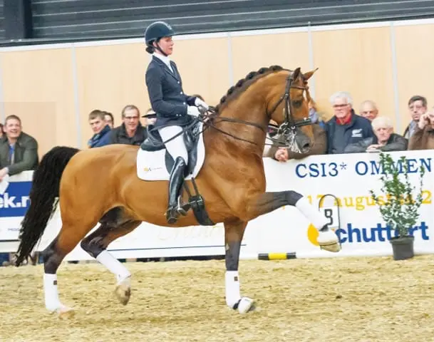 Veelzijdige hengstenshow Gelders paard in Ermelo featured image
