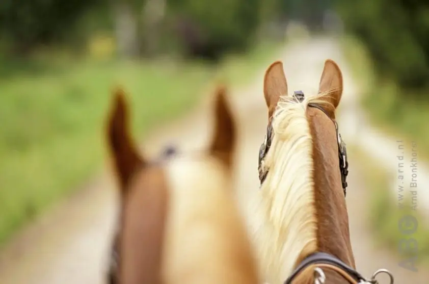 Jan Jordans tandemkampioen met zijn King en Mac Cloud featured image