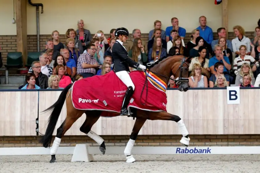 Fanita absolute topper Pavo Cup vierjarigen featured image
