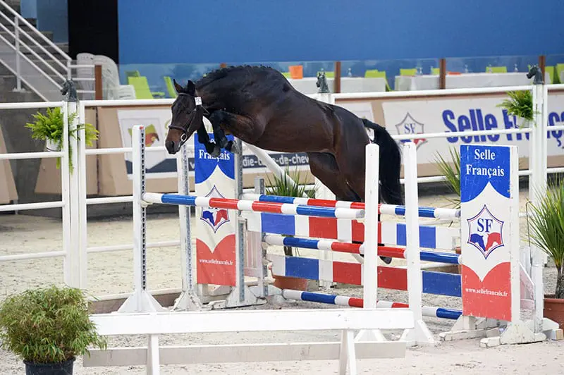 Volbloedzoon kampioenshengst Selle Français featured image