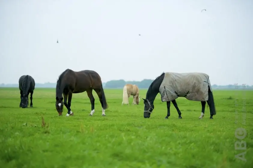 Twee paarden vergiftigd in weide, beide overleden featured image