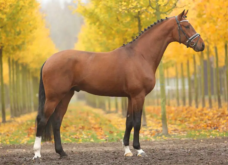 Ampere’s doen het goed in Duitse testen featured image