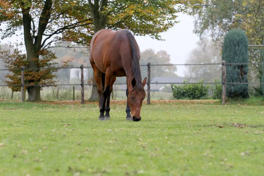 Ruzie met de buren vanwege stankoverlast featured image