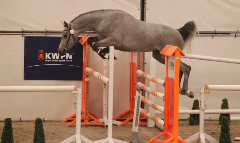 KWPN Hengstenkeuring eerste bezichtiging maandag 15 december featured image