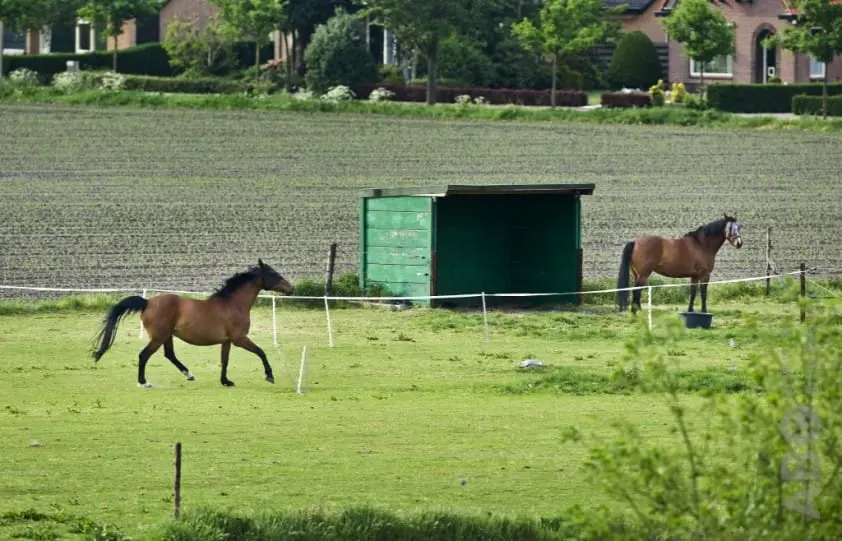 Petitie voor soepeler beleid schuilstallen featured image