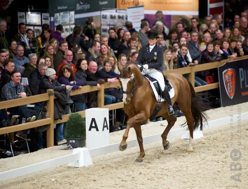 Keurpredicaat voor Gelderse hengst Upperville featured image