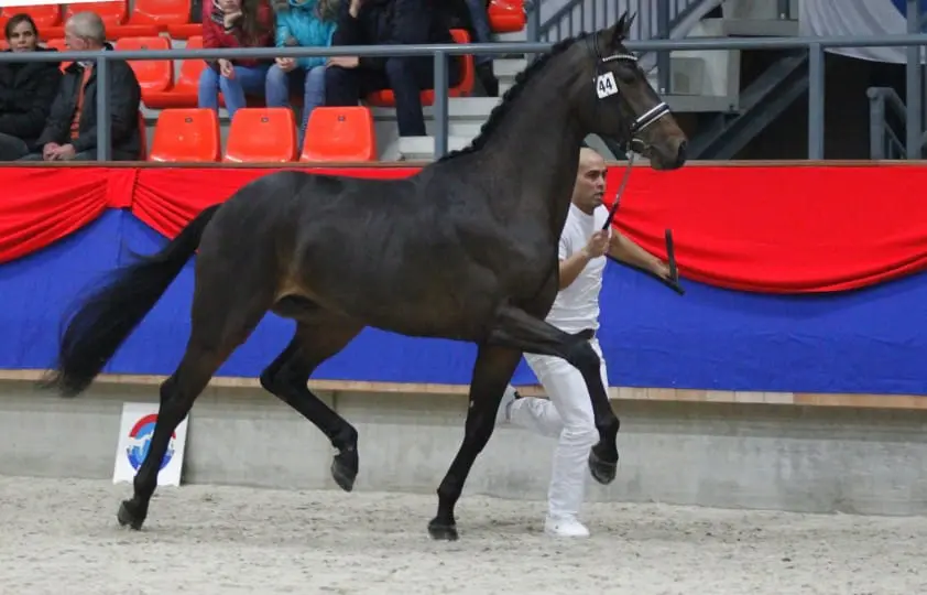 Corleone pakt publieksprijs op NRPS-showdag featured image