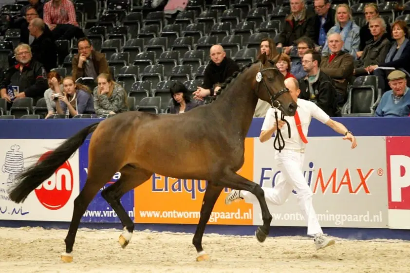 Acht dressuurhengsten in totaal voor kampioenskeuring featured image