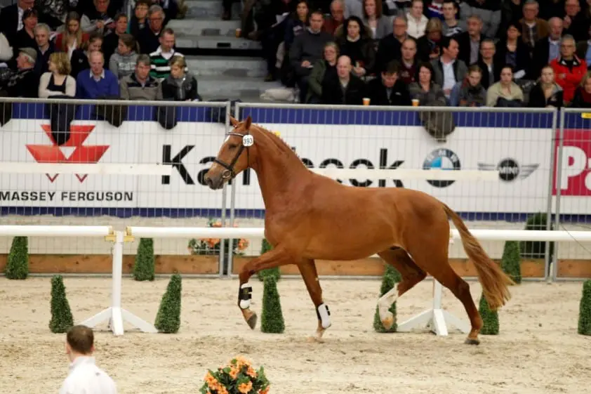 Commissie stuurt 17 hengsten naar derde bezichtiging featured image