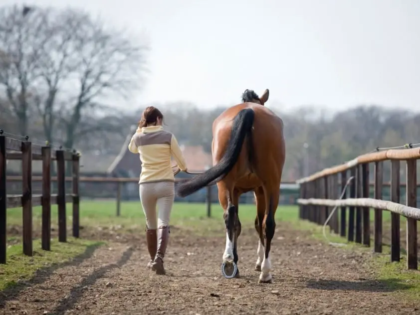 ‘Een quick fix gaat vaak ten koste van het paard’ featured image