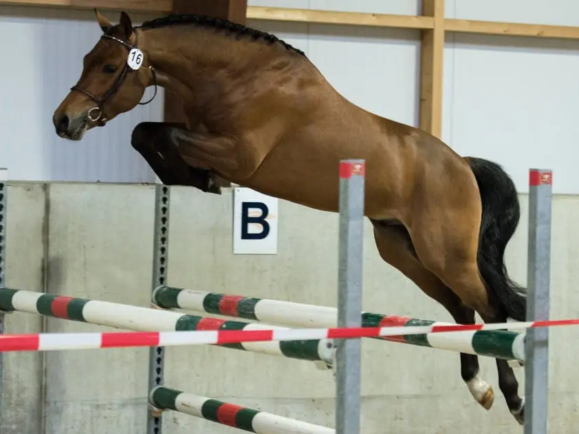 Nederlands New Forest Pony Stamboek wijst nog twee hengsten aan featured image