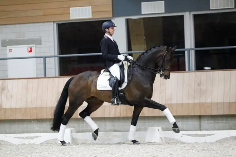 Lichte Tour-paard Brown Boy naar junior Fenna Roefs featured image