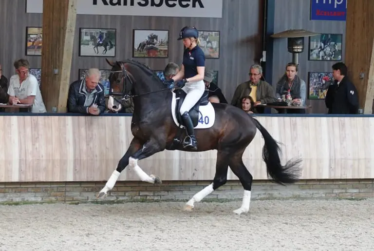 KWPN hengst High Five US verkocht featured image