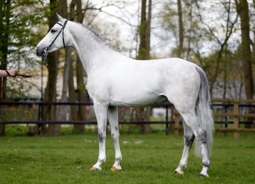 Casago vandaag vertrokken naar Bucci featured image