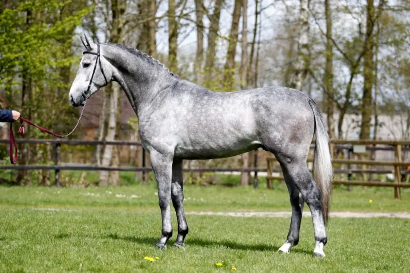 IBOP Tolbert: 83 punten voor Cohinoor VDL- dochter featured image