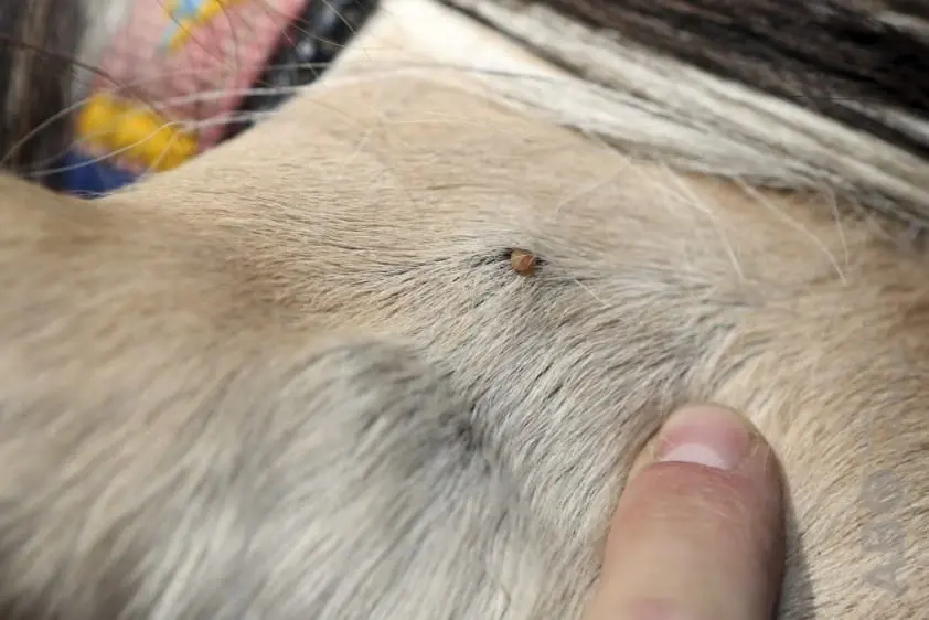 Aantal teken neemt toe in Nederland featured image