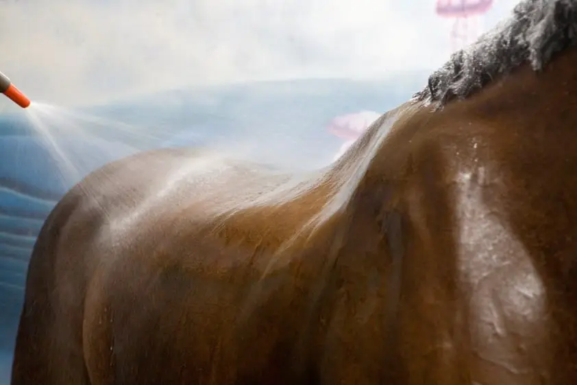 Protocol extreme hitte: NVWA controleert extra op paardenwelzijn featured image