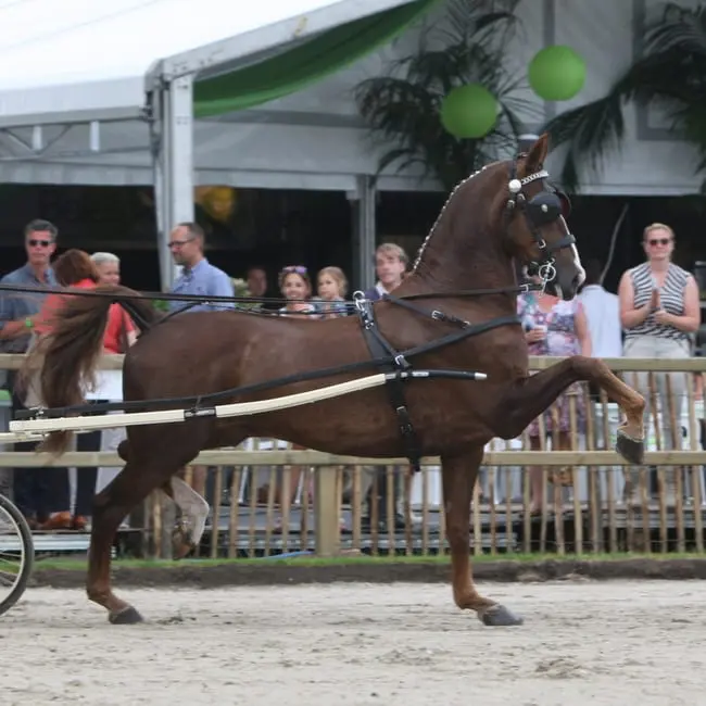 Tuigpaard Only the Lonely voelt zich thuis op Papendal featured image