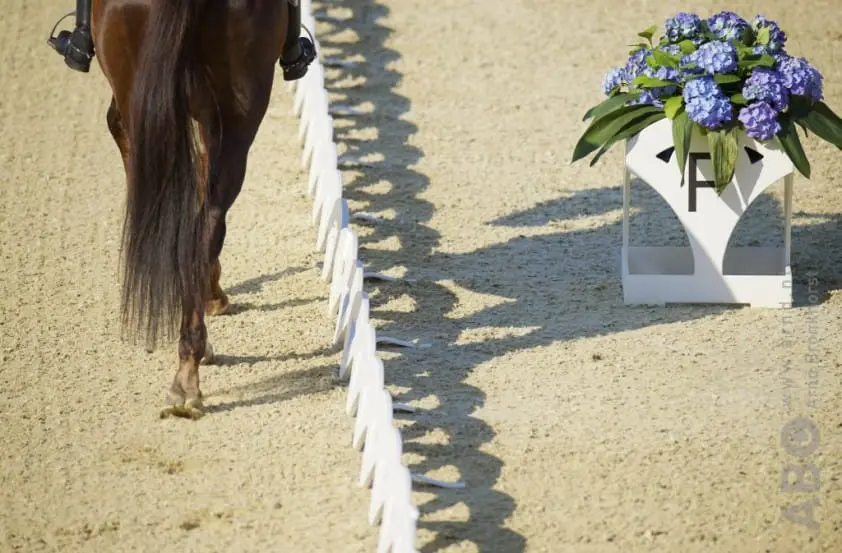Gallant Reflection beste jonge dressuurpaard in VS featured image