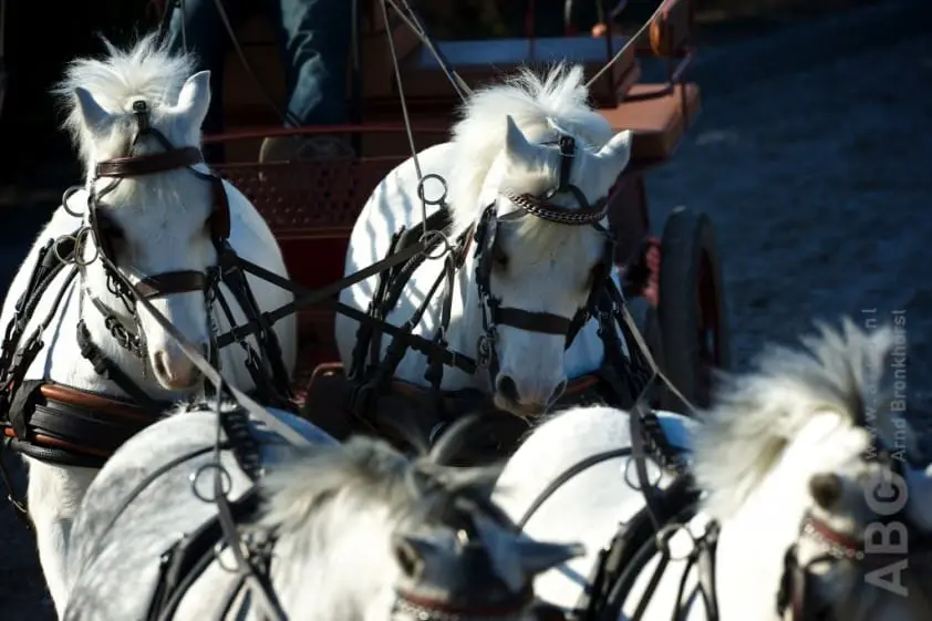 Serie ‘Met Bram naar Breda’ Aflevering 3: Voer *Video* featured image