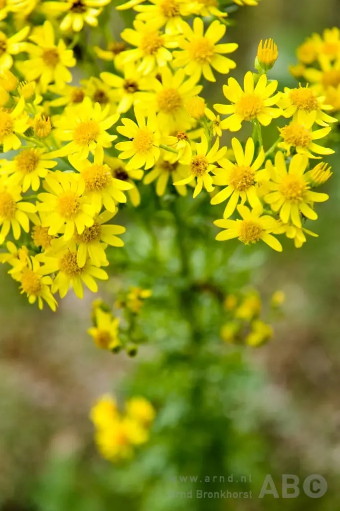 LTO-enquête: Landelijk veel overlast van Jacobskruiskruid featured image