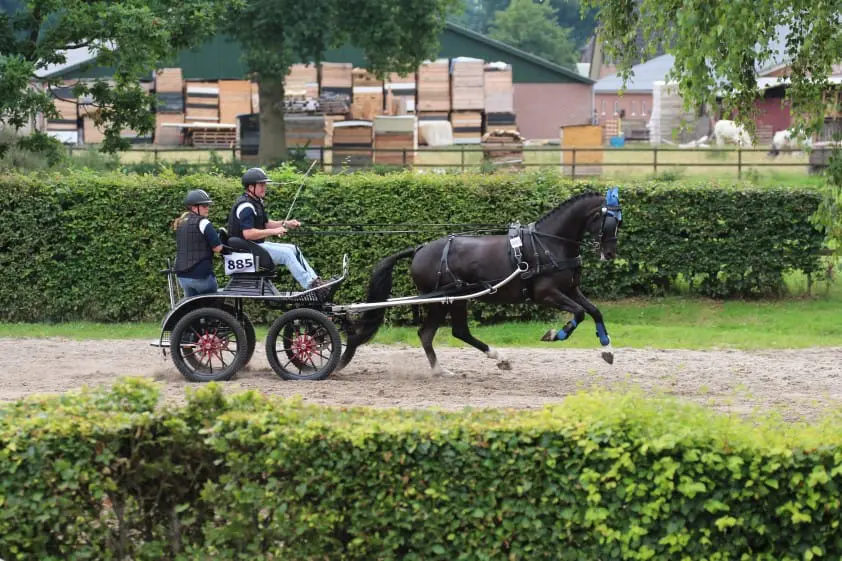 Tien voor Dandy Jane bij jonge menpaarden featured image