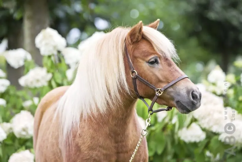 Shetlandpony in kofferbak Fiat Panda featured image