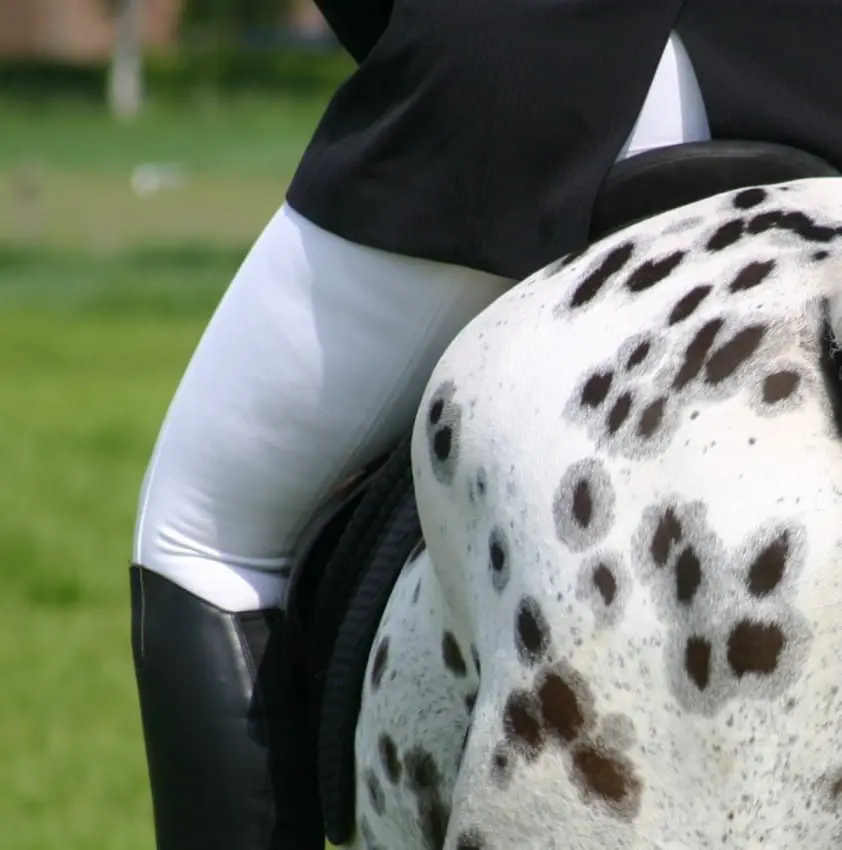 Ben jij te zwaar voor je paard? featured image