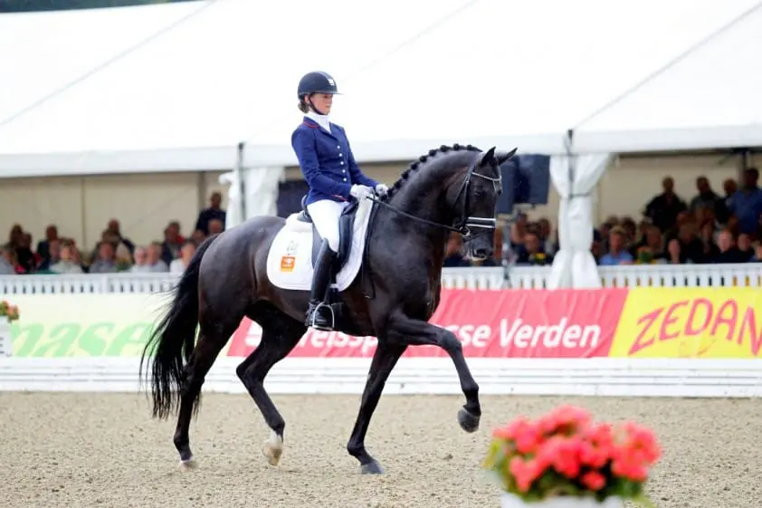 Diederik van Silfhout nieuwe ruiter KWPN-hengst El Capone featured image