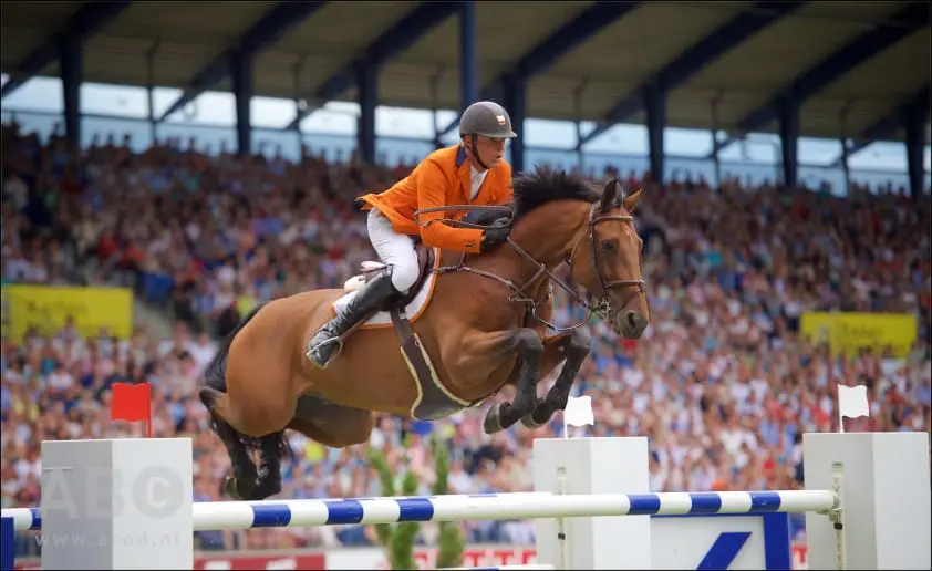 Kijkdag SFN-veilingpaarden op 19 september featured image