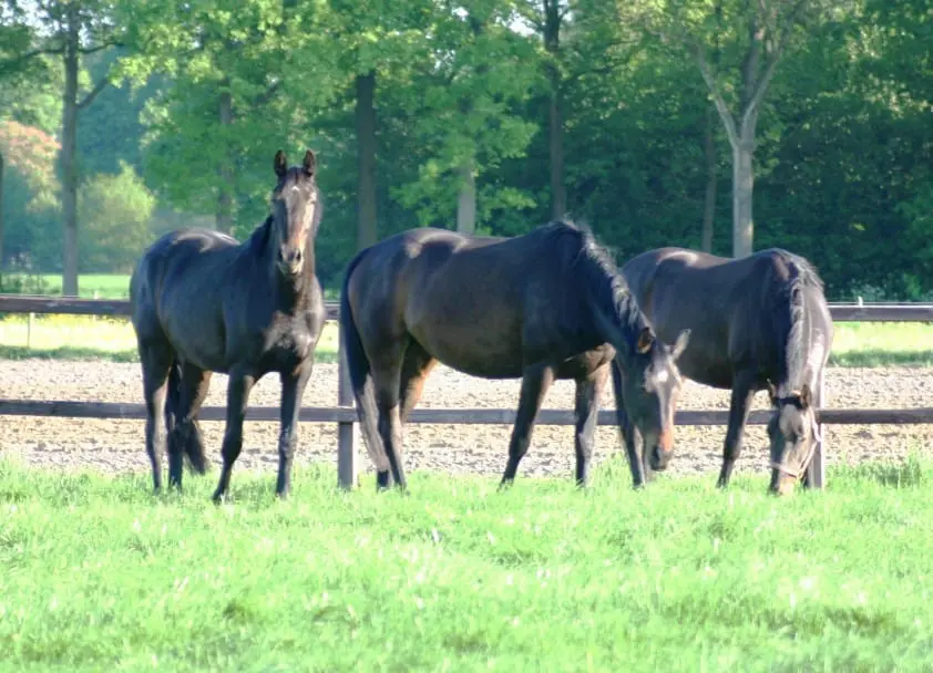 LTO: gemeente help esdoornvergiftigingen voorkomen featured image