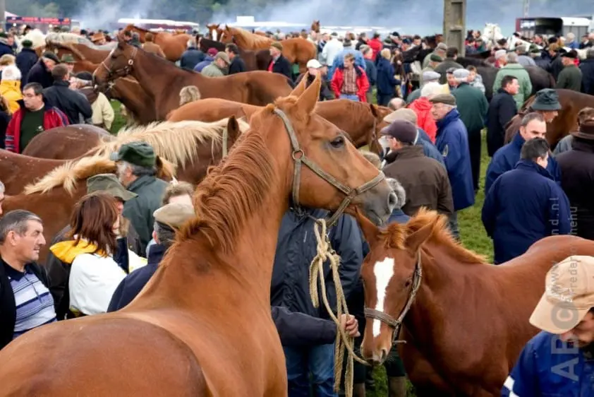 Paardenmarkt Zuidlaren verplaatst onder druk van dierenactivisten featured image