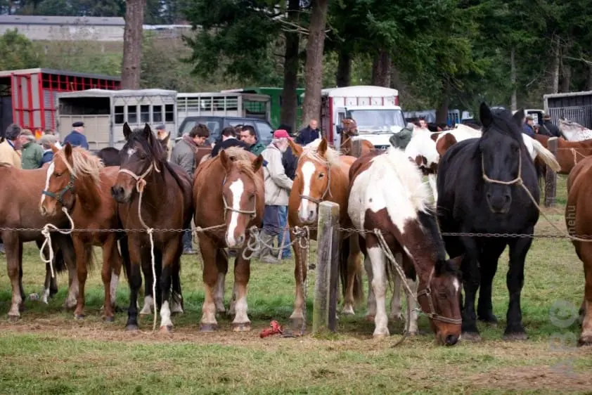 Paardenmarkt Hedel trekt weer wat aan featured image