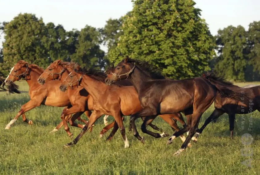 Sectorraad Paarden ontwikkelt welzijnslabel featured image