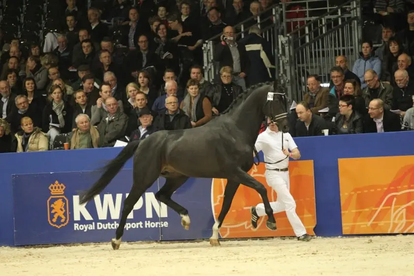 Jack Sparrow uitgesloten vanwege hanentred featured image