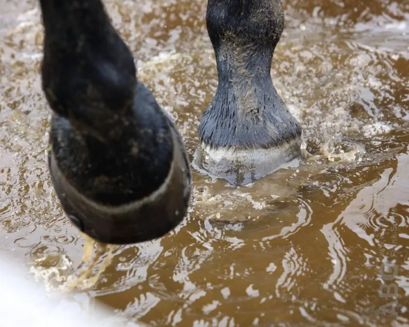 GP Rome verplaatst naar morgen wegens hevige regenval featured image