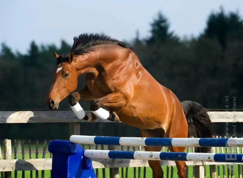 Deauville ontvangt komend weekend  ‘Z On Tour’ featured image