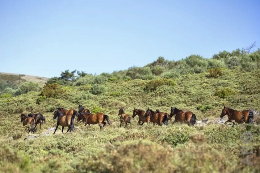 Wilde Brumby paarden op dodenlijst in Queensland featured image