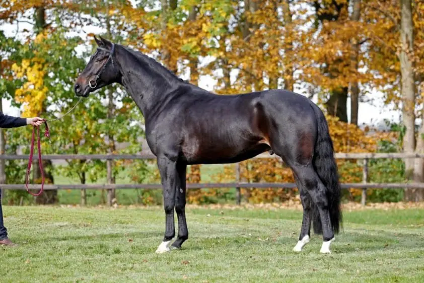 Rapporten goedgekeurde hengsten featured image