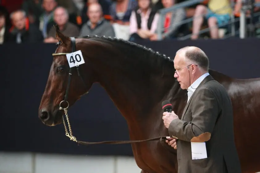Hengstenshow De Watermolen op 30 april: ‘Geen show maar een presentatie’ featured image