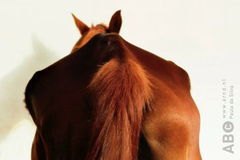 Vier pony’s in beslag genomen in gemeente Neder-Betuwe door LID en politie featured image