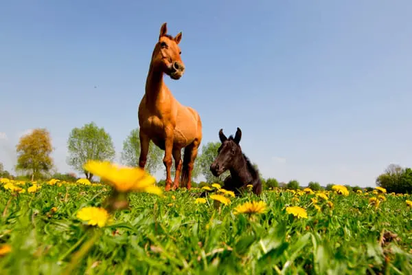 Onderzoek toont aan: vermindering stress bevordert dracht featured image