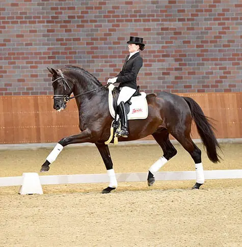 Millennium-zoon Helium beschikbaar op Klosterhof Medingen featured image