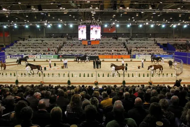 Eerste bezichtiging KWPN: Zestien hengsten door op dag 6 featured image