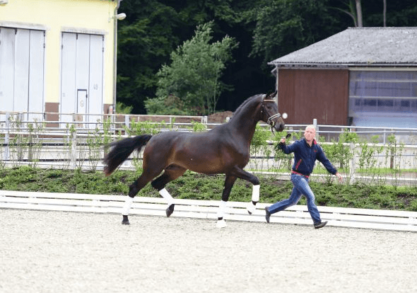 HK Mecklenburg: reservekampioen van Joop van Uytert featured image